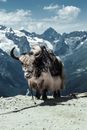 A Domesticated Yak with a Saddle