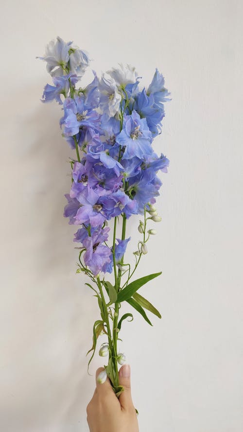 Free stock photo of blue, blue flower, delphinium