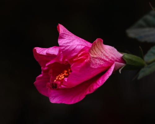 Close-Up Shot of a Pink Hibiscus in Bloom