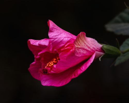 Free Captivating close-up of a vibrant pink hibiscus flower with delicate petals and orange stamen. Stock Photo