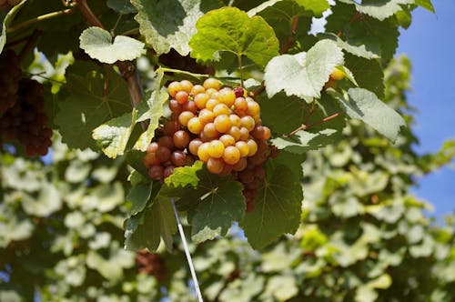 Fruit on Tree