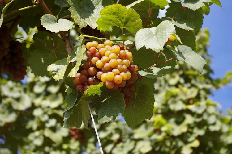 Fruit On Tree