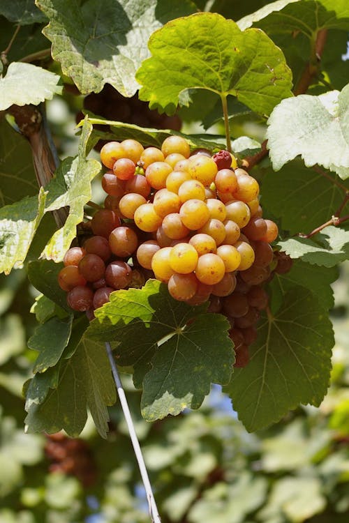 A Bunch of Grapes on Green Leaves