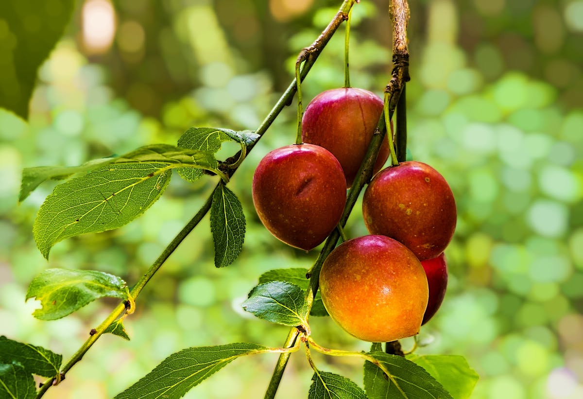 Fruit Tree Photos, Download The BEST Free Fruit Tree Stock Photos & HD ...