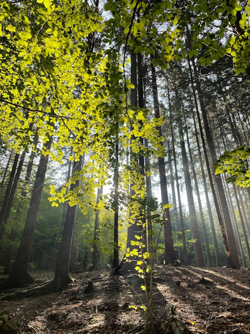 Základová fotografie zdarma na téma kmeny stromů, les, perspektiva