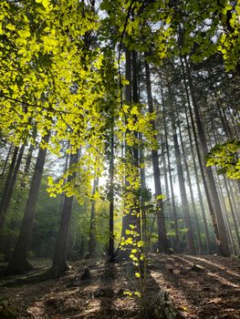A scenic view of sunlight shining through green leaves and tall tree trunks in a lush forest.