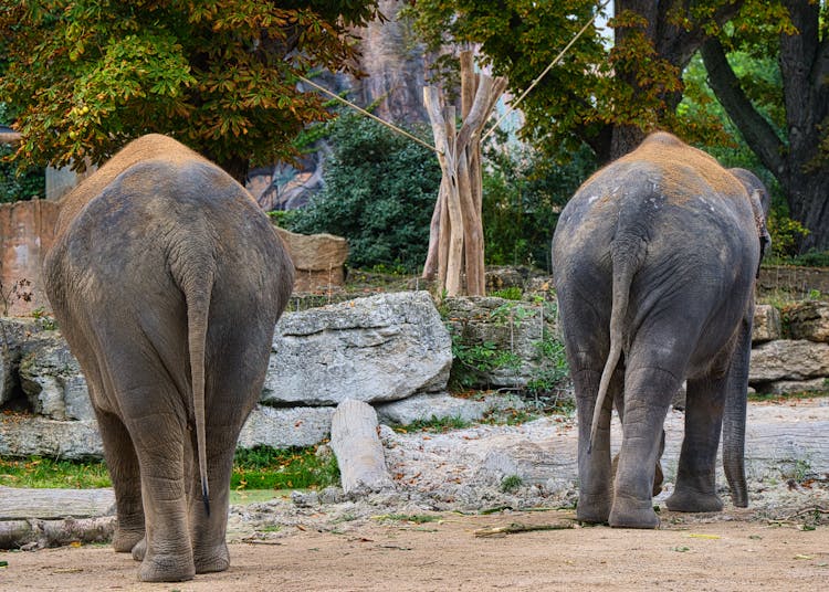 Elephants On The Field