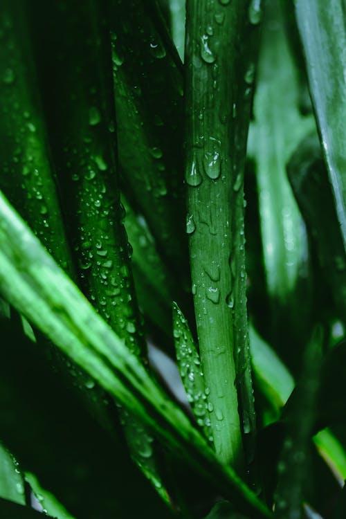 Close-Up Shot of Water Droplets on the Leaves