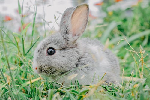 A Gray Rabbit on the Grass