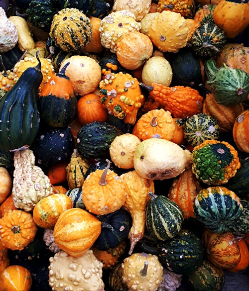 Variety of Pumpkins in Close-up Photography