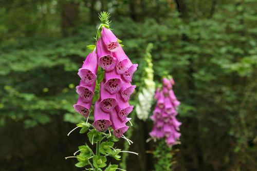 Free Close-up of vivid pink foxglove flowers blooming in a lush Dutch forest. Stock Photo