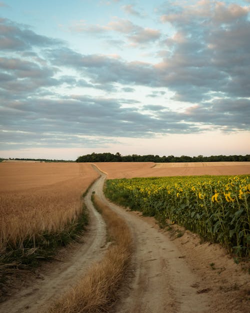 Free Brown Dirt Road Beside a Sunflower Field Under Gray Clouds  Stock Photo