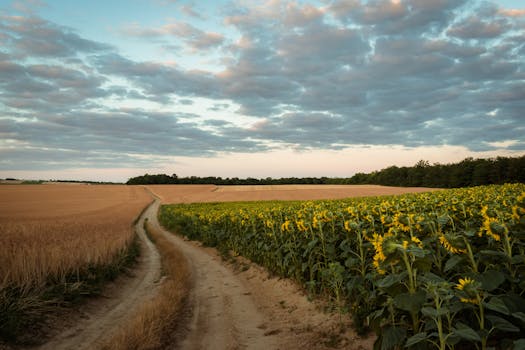 A picturesque rural landscape with a road dividing sunflower and wheat fields under a colorful evening sky.
