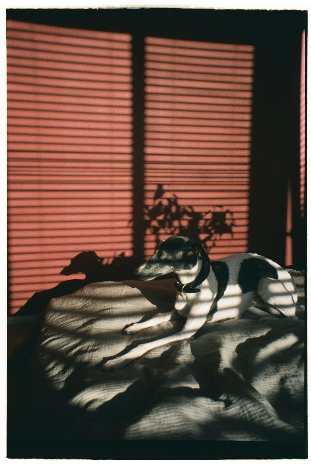 Dog lying down in a pattern of shadow and sunlight on a warm day