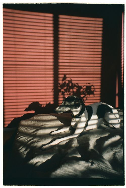 Free A dog lying comfortably in a sunlit room, casting artistic shadows on the wall. Stock Photo
