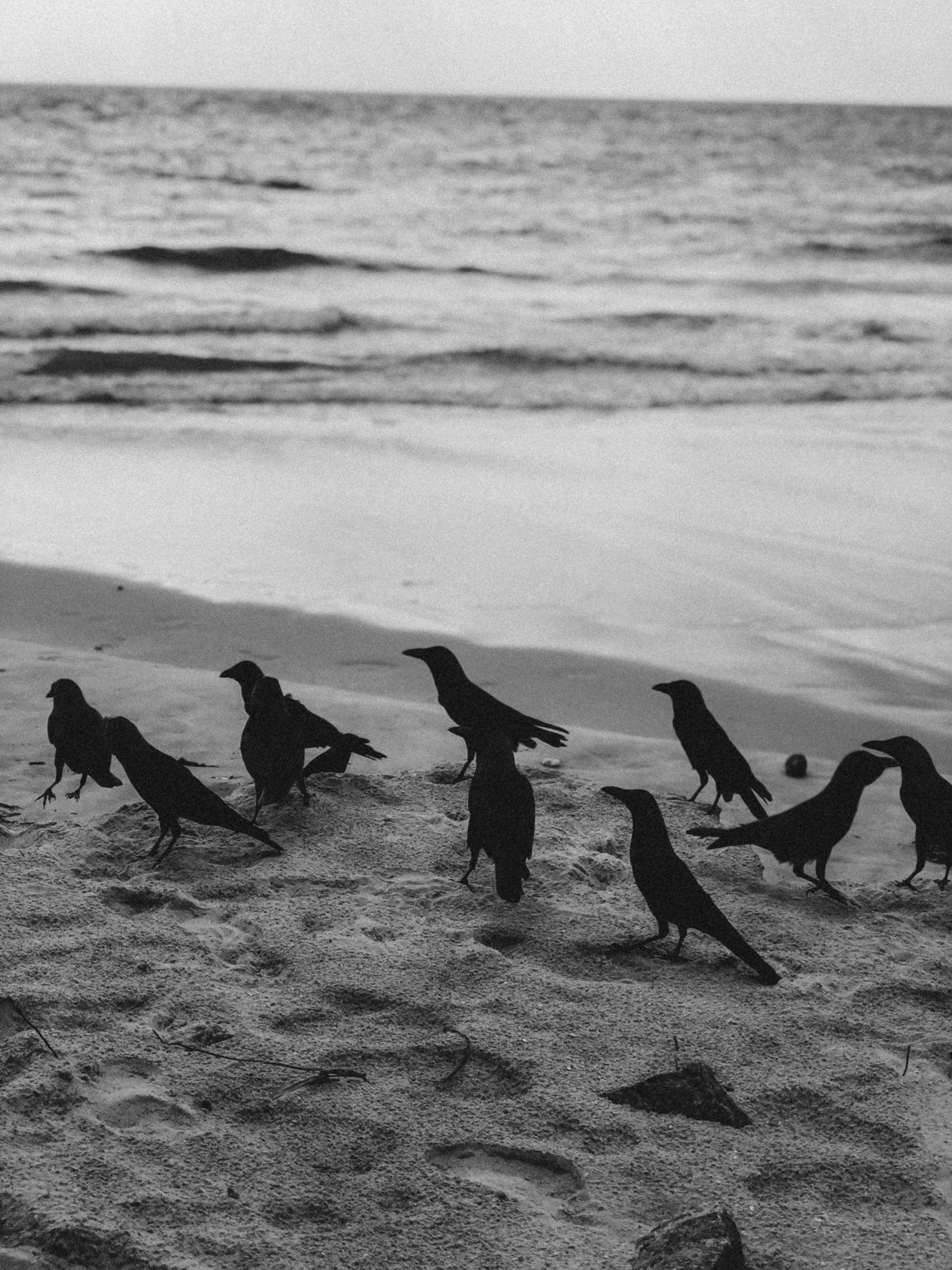 Flock Of Crows Photos, Download The BEST Free Flock Of Crows Stock