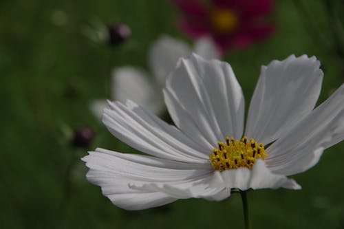 Kostnadsfri bild av vacker blomma, vit blomma