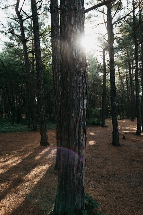 Gratis stockfoto met bodem, bomen, Boomstammen