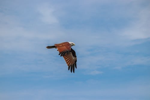 Brown and White Bird Flying Under Blue Sky