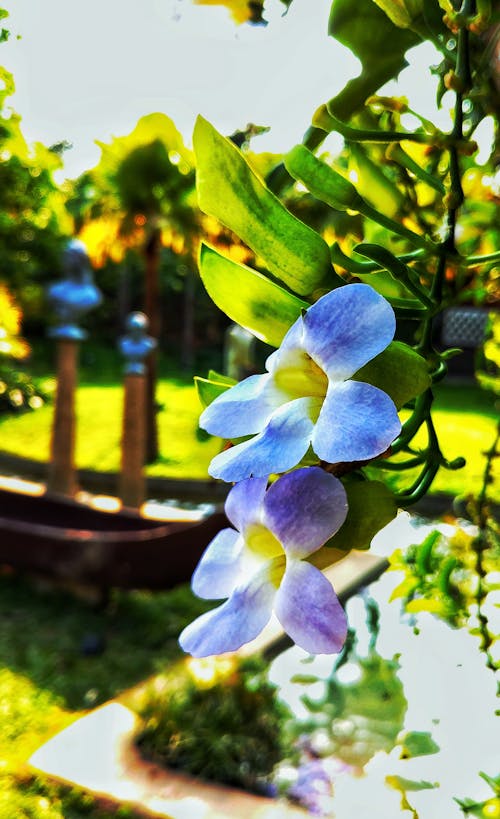 Free stock photo of 25 de abril bridge, beautiful, flower