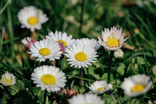 Free White and Yellow Daisy Flowers on Green Grass Stock Photo