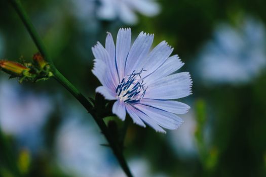 Close-up Photo of a Flower 