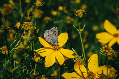 Foto stok gratis ilmu serangga, invertebrata, kupu-kupu