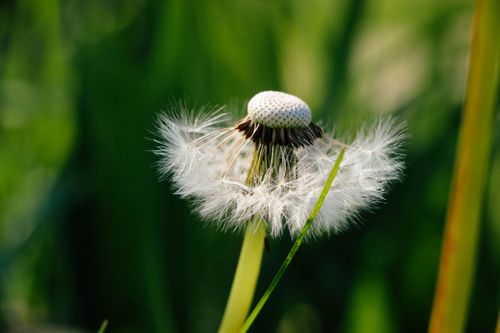 Free Detailed view of a delicate dandelion against a lush green background. Stock Photo