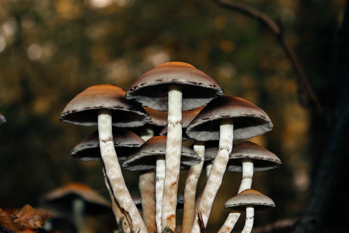 Cluster of wild mushrooms in soft forest light