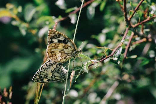 Detailed close-up of two butterflies perched on a plant, showcasing intricate wing patterns.