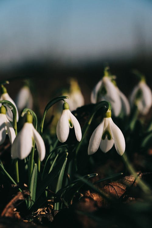Snowdrop Flowers in Close Up Photography
