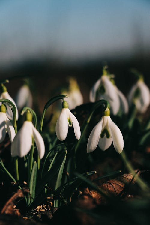 Free Snowdrop Flowers in Close Up Photography Stock Photo