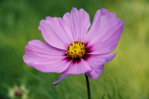 Free Vibrant pink cosmos flower in full bloom, captured in a garden setting with a blurred green background. Stock Photo