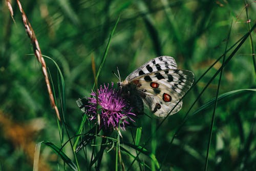 Butterfly perched on Purple Flower 