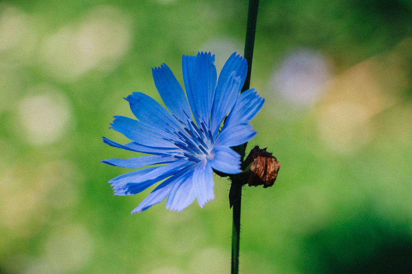 Chicory root, the plant source of inulin
