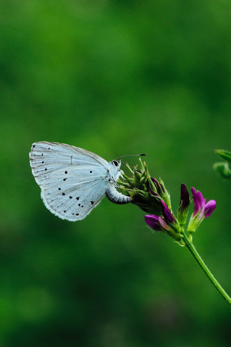 Holly Blue Butterfly On A Plant With Purple Flowers