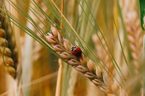 Red Ladybug on Brown Wheat