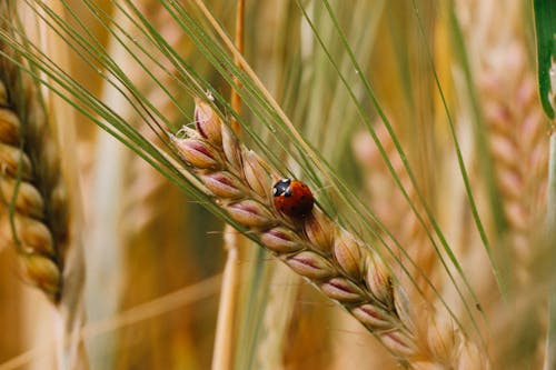 Бесплатное стоковое фото с beetle, божья коровка, завод