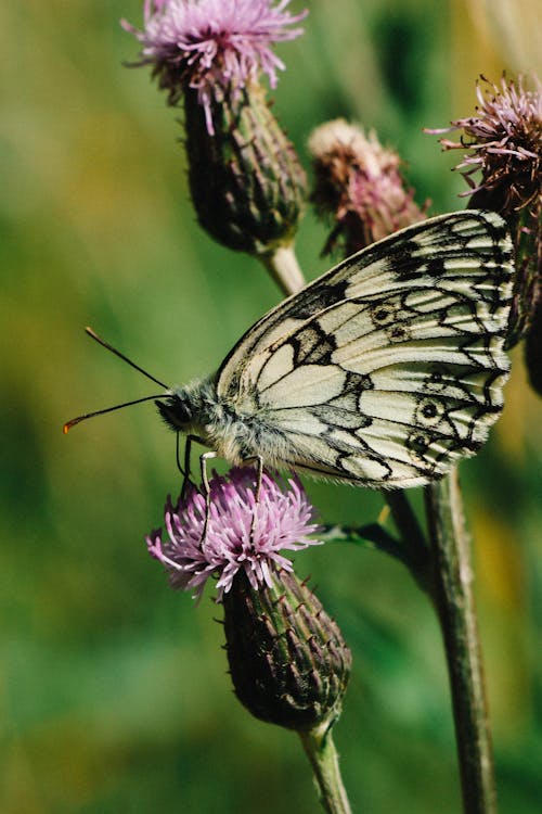 Free White and Black Butterfly Perched on Purple Flower in Close Up Photography Stock Photo