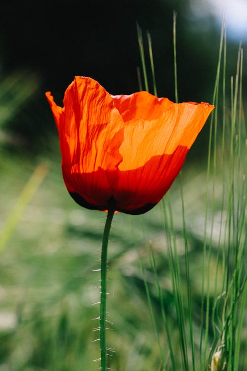 A Close-up Shot of a Poppy Flower