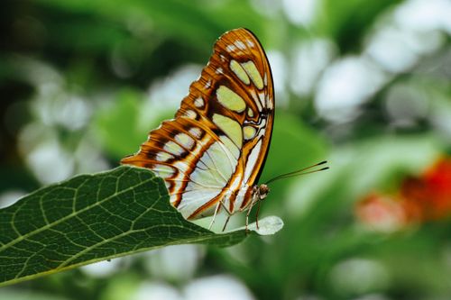 Free Close-up of a beautiful butterfly perched on a green leaf, showcasing its colorful wings in a serene outdoor setting. Stock Photo