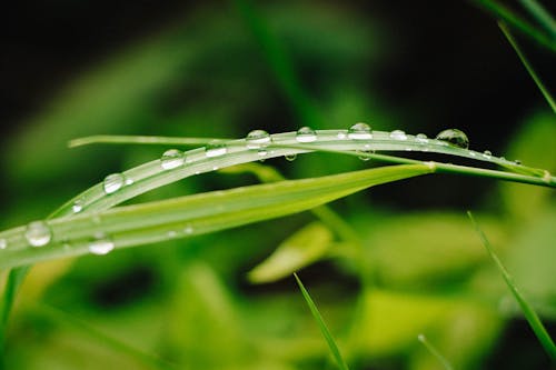 Close-Up Shot of Water Droplets on the Leaves