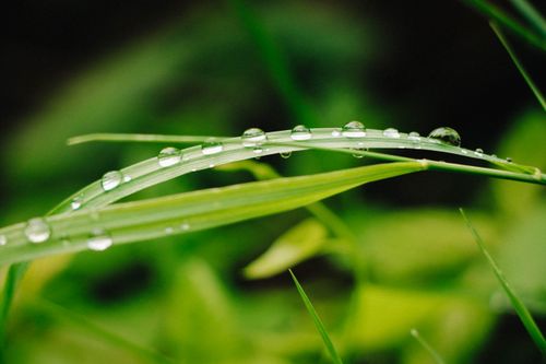 Free Vibrant close-up of fresh dewdrops on a green leaf blade, capturing nature's details. Stock Photo