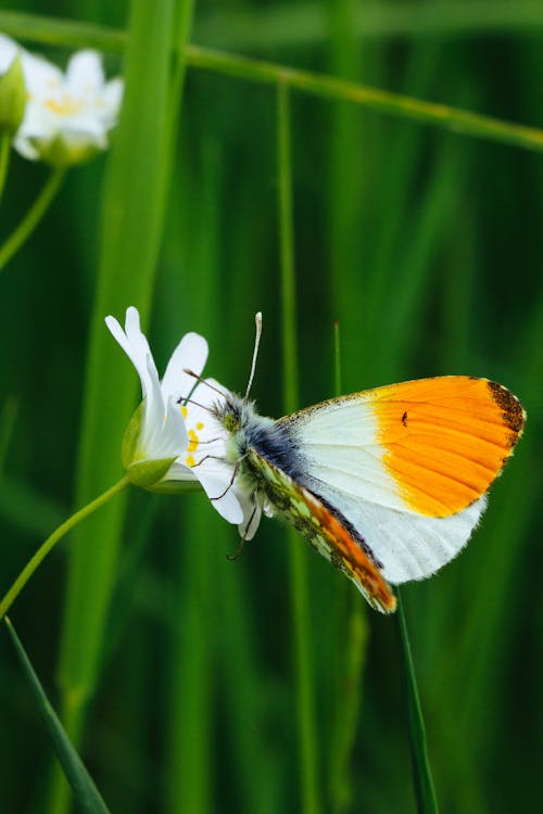 Orange-tip Butterfly Perched on White Flower