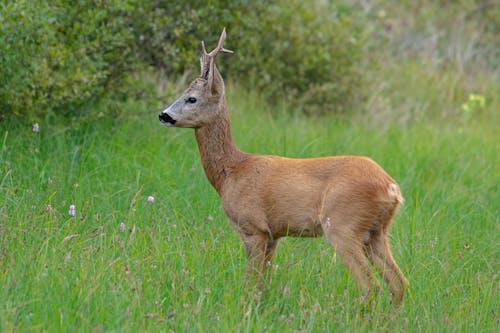 Brown Deer on Green Grass 