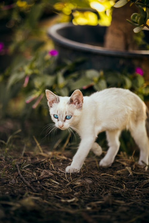 Free White Cat on Brown Soil Stock Photo
