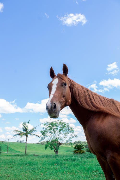 Darmowe zdjęcie z galerii z brązowy koń, koń, memowy koń