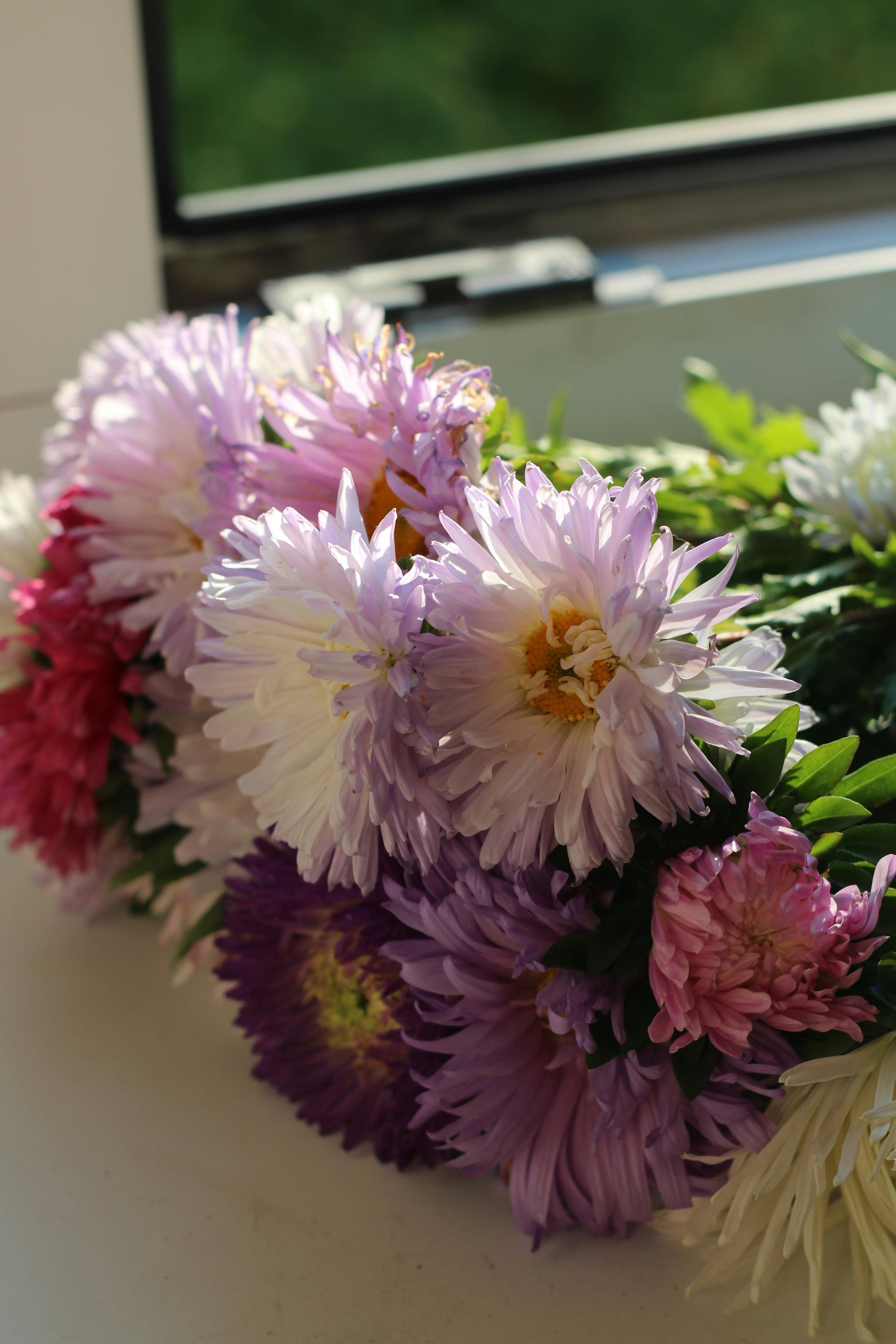 [ColoSach]-a-fresh-bouquet-of-colorful-chrysanthemums-basking-in-sunlight-on-a-windowsill.