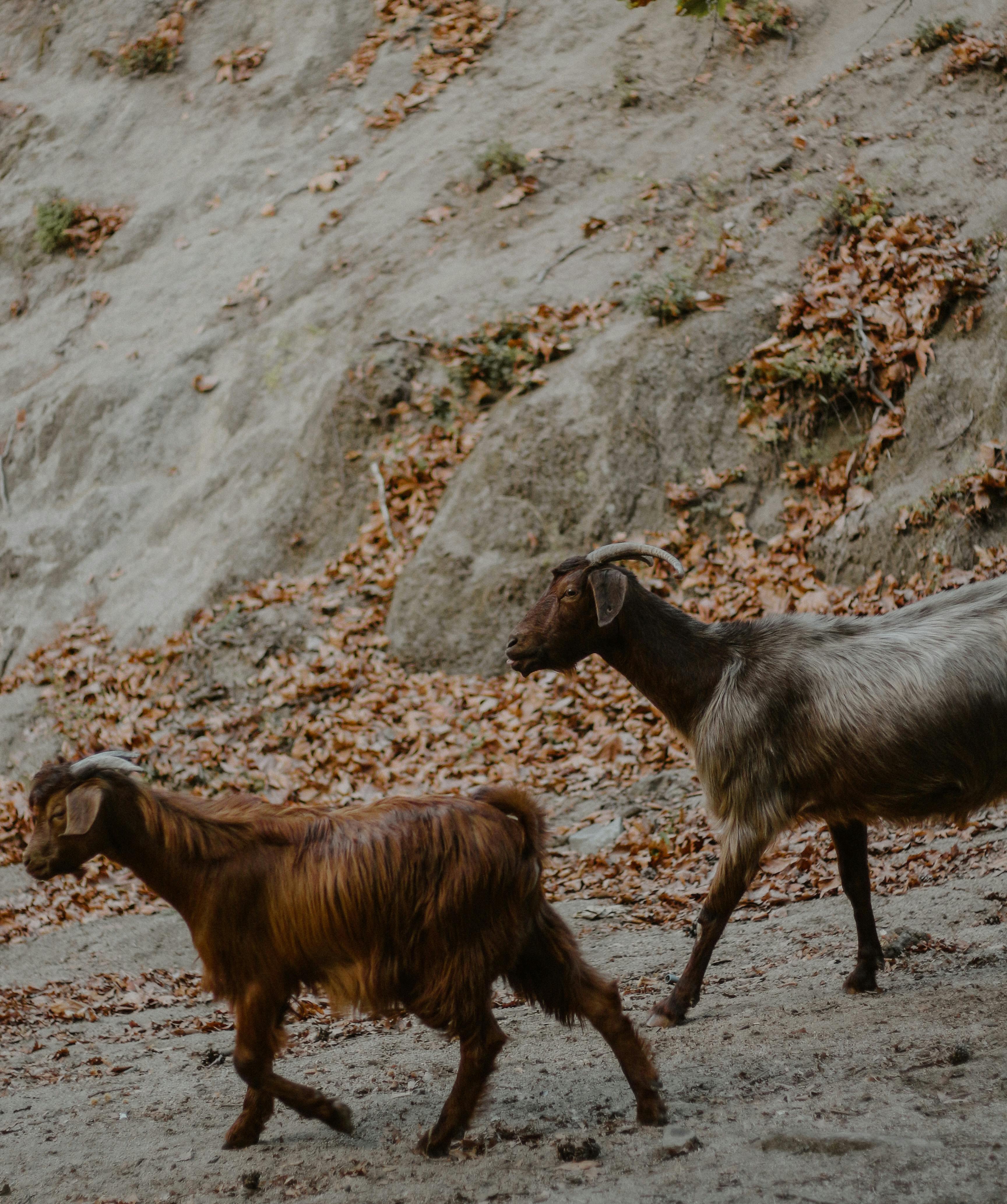 Two goats walking on a leaf-strewn path in a fall countryside setting.