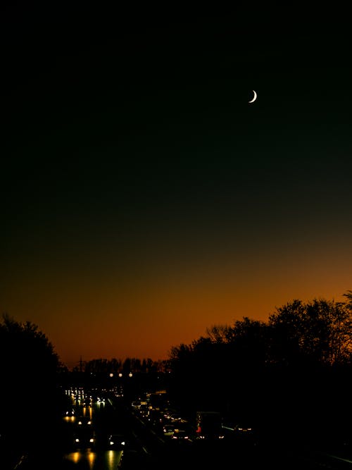 Silhouette of Trees during Night Time